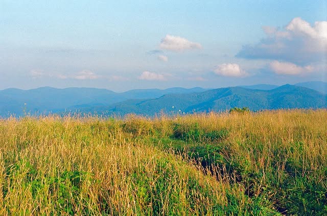 Max Patch