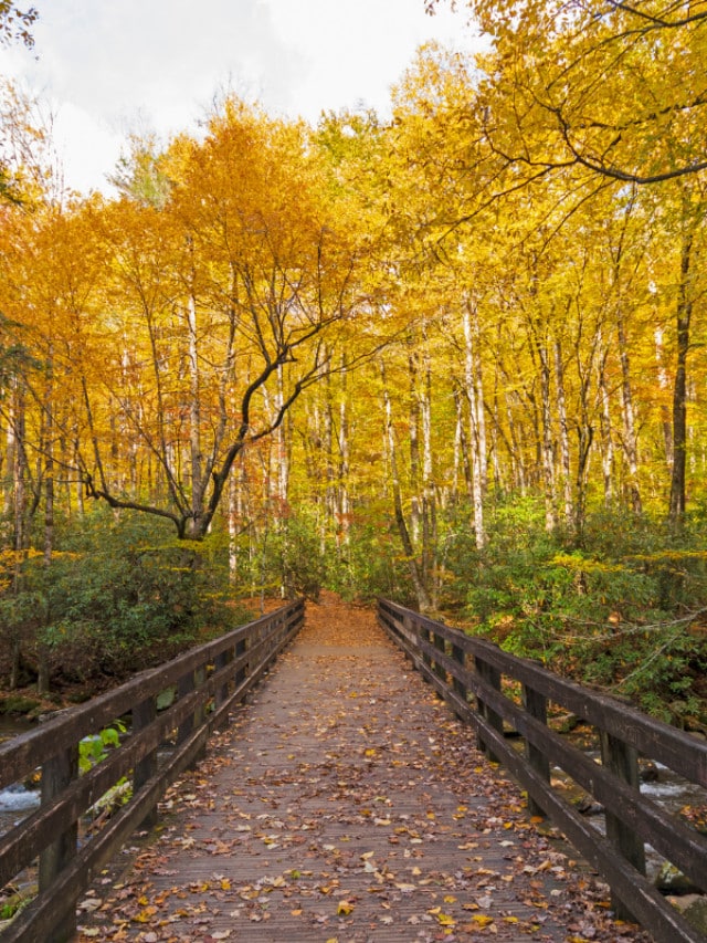 5 Best Fall Things to Do in the Smoky Mountains