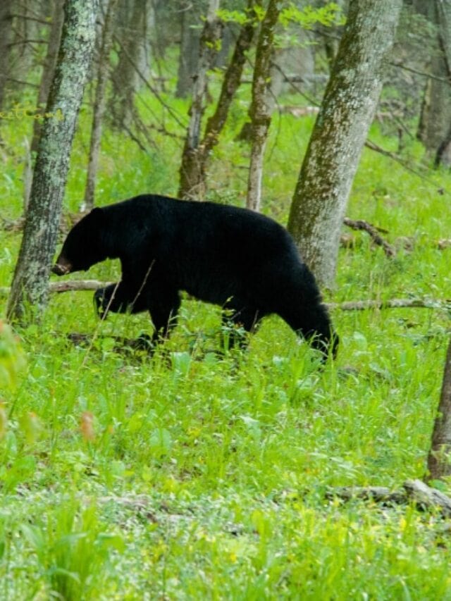 5 Things You Probably Didn’t Know About Great Smoky Mountains National Park