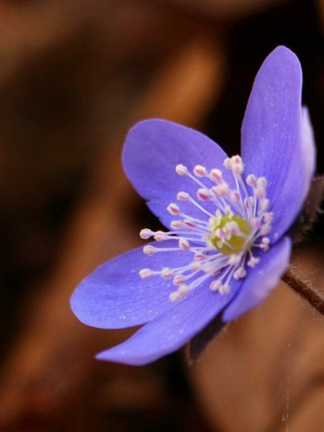 Annual Spring Wildflower Pilgrimage