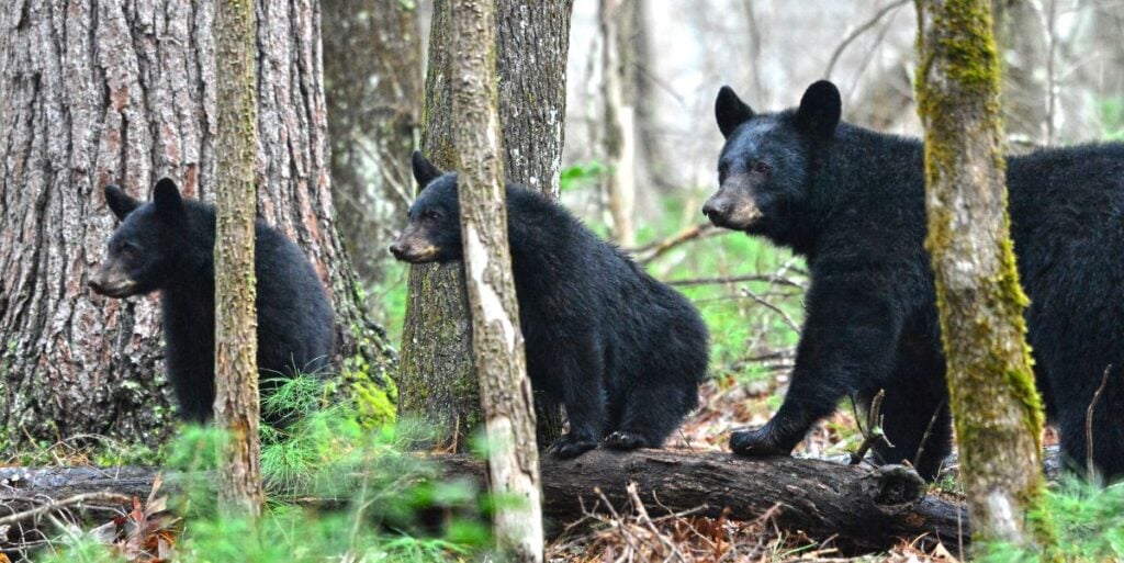 Cades Cove Bears-SS