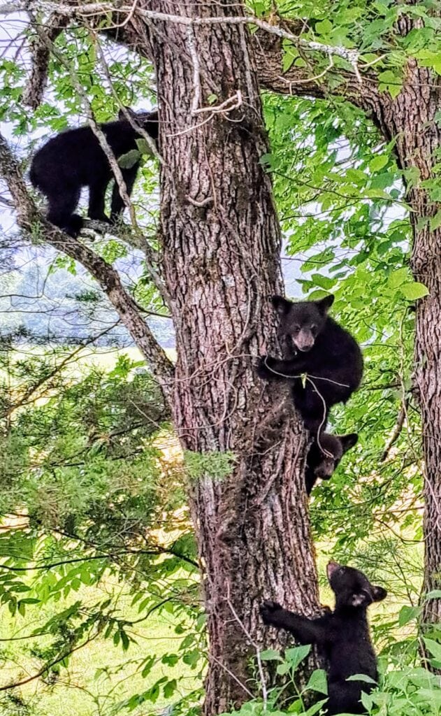 Cades Cove-Townsend
