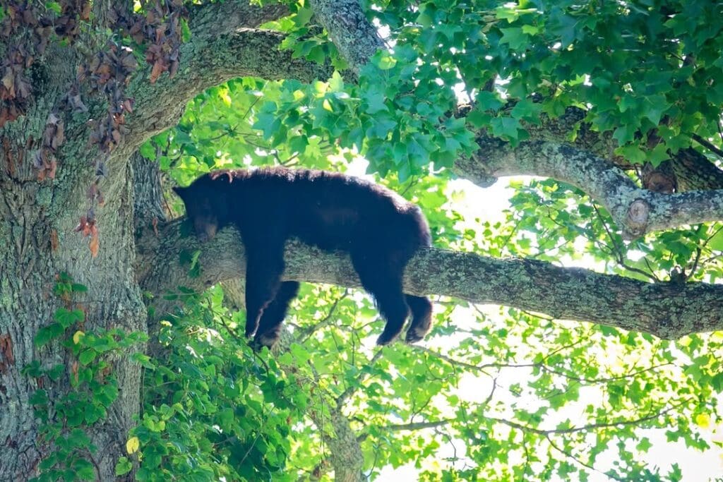 Cades Cove-Townsend