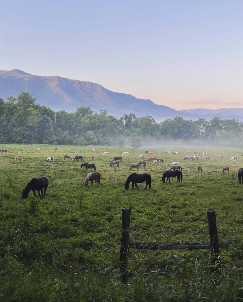Cades Cove-Townsend