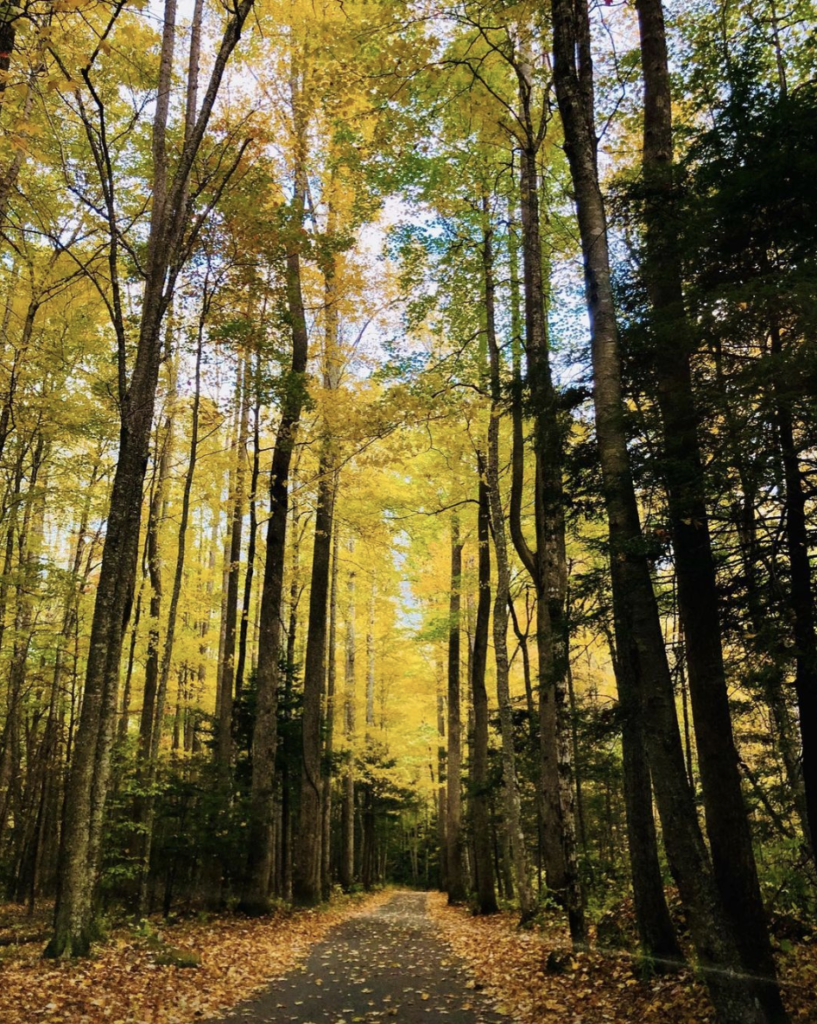 Roaring Fork Historic Motor Trail - Gatlinburg, Tennessee - Fall in Gatlinburg