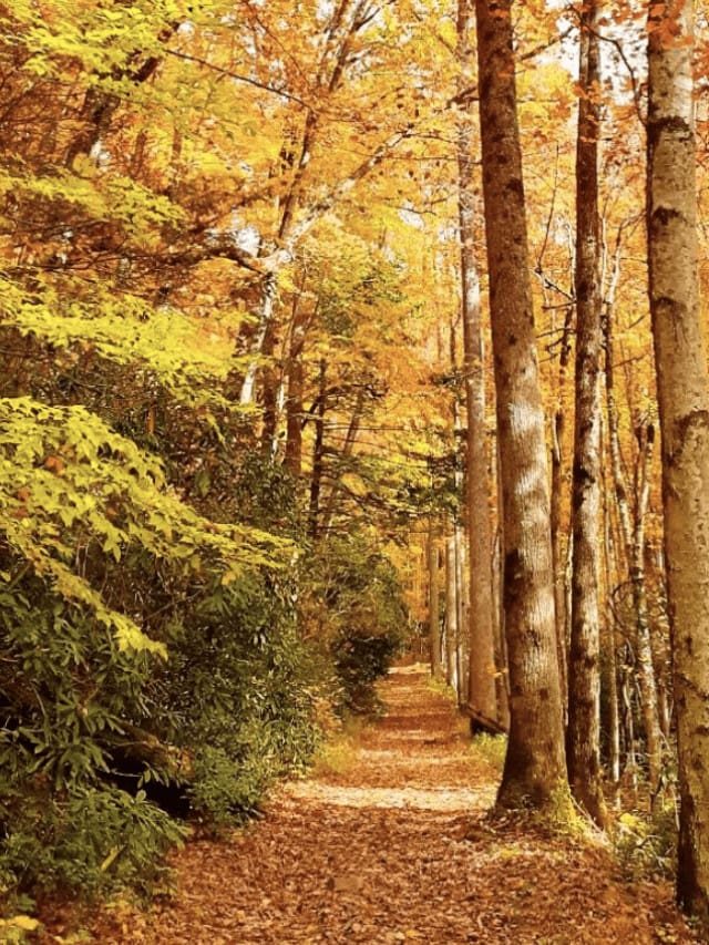 5 BEST Smoky Mountain Hiking Trails for Fall