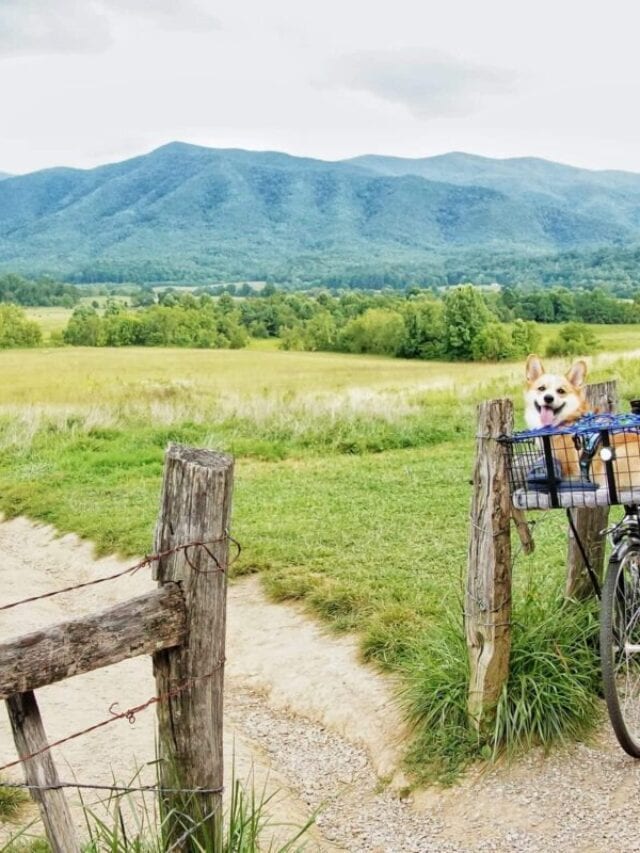 2024 Guide to a Pet-Friendly Smoky Mountains Getaway