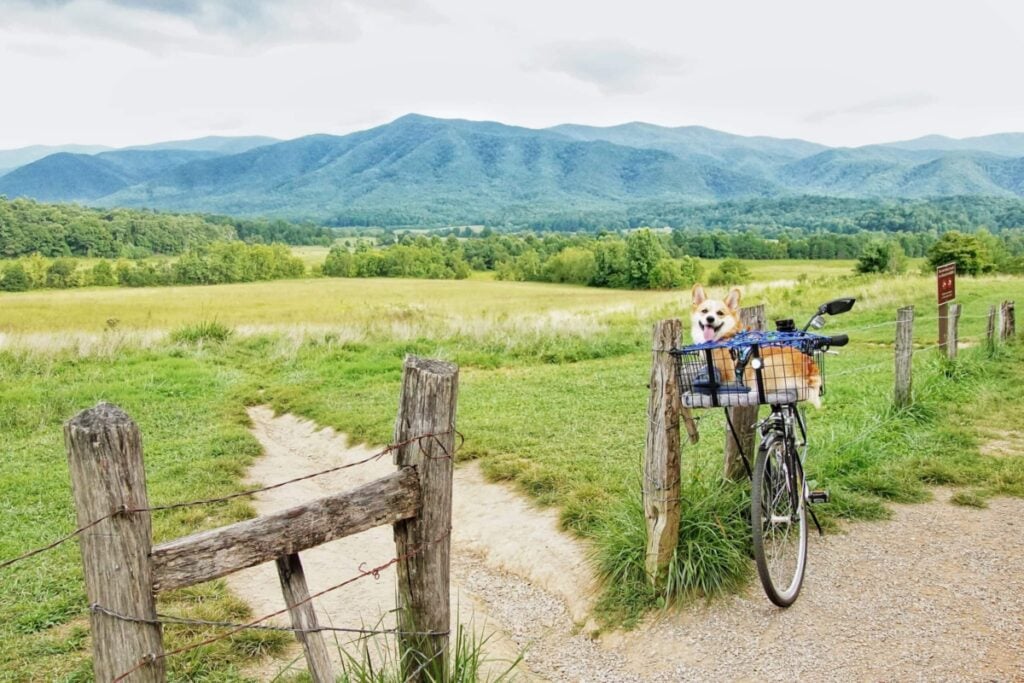 Cades Cove-Biking-Dog