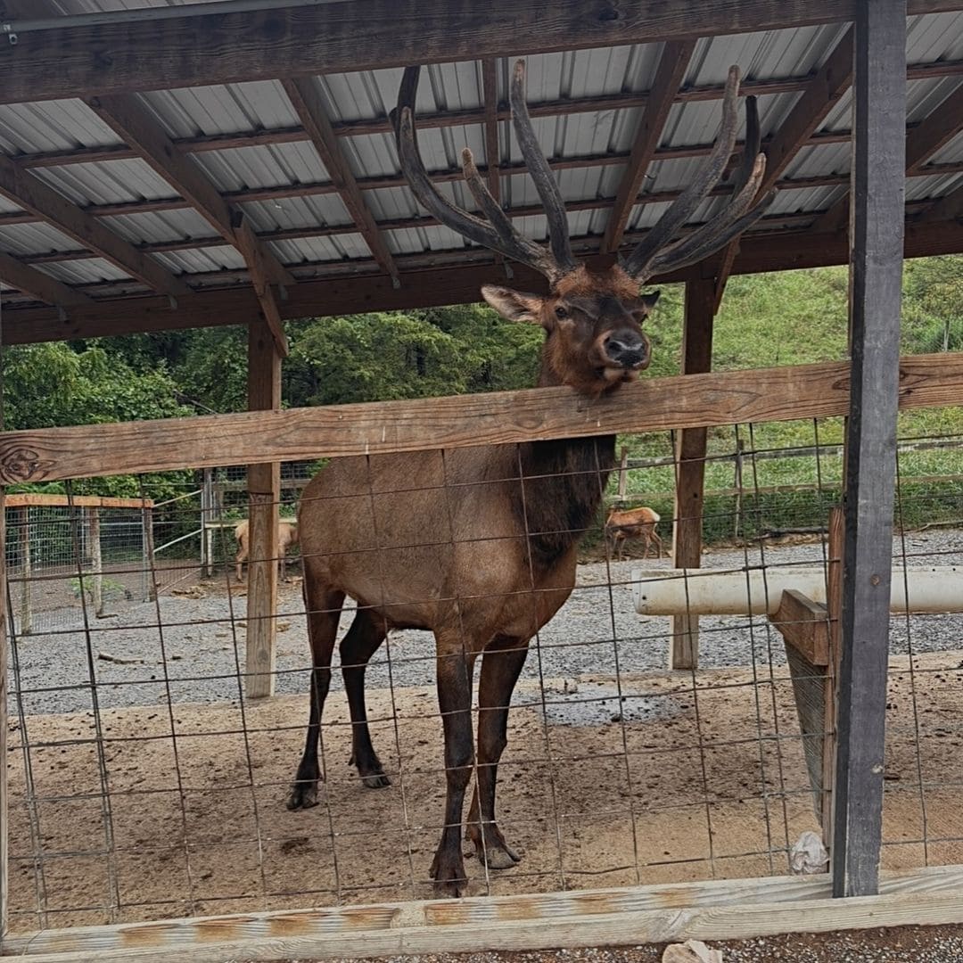 2024 ULTIMATE Guide Of Things To Do In Sevierville Tennessee