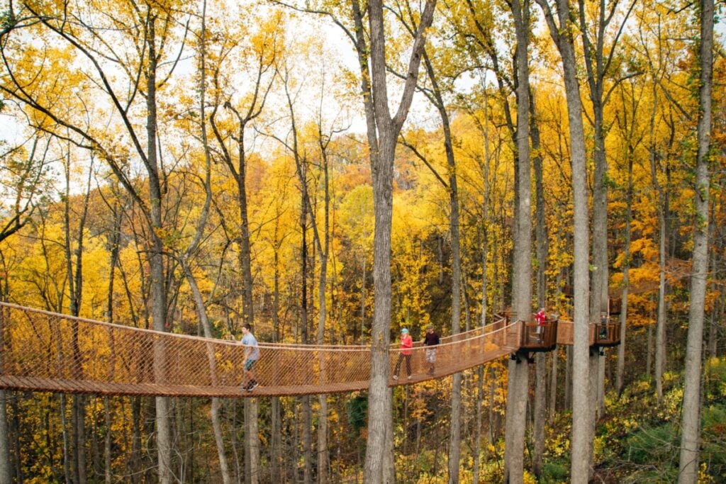 Treetop Skywalk Anakeesta