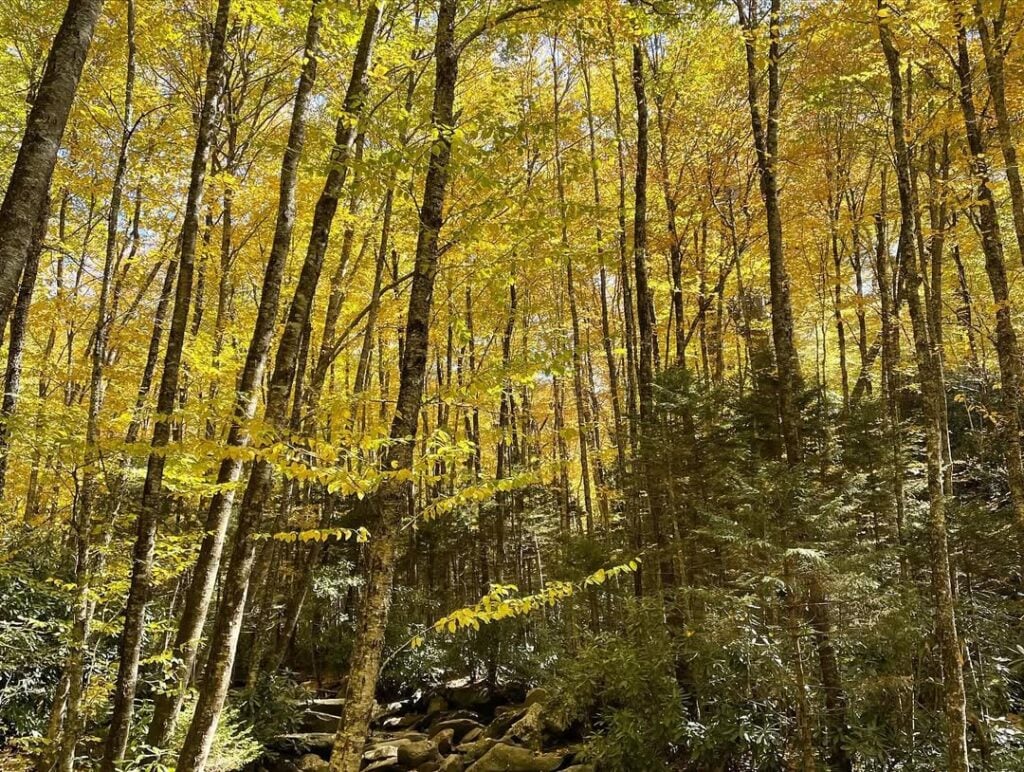 Alum Cave Trail-