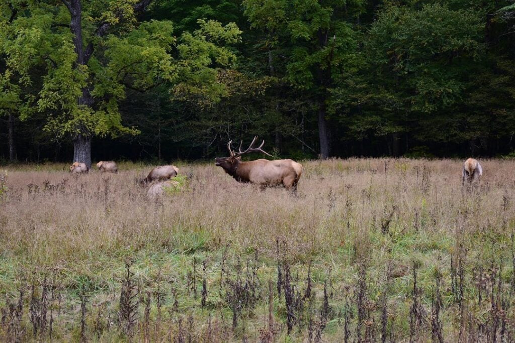 Elk - Cataloochee Valley