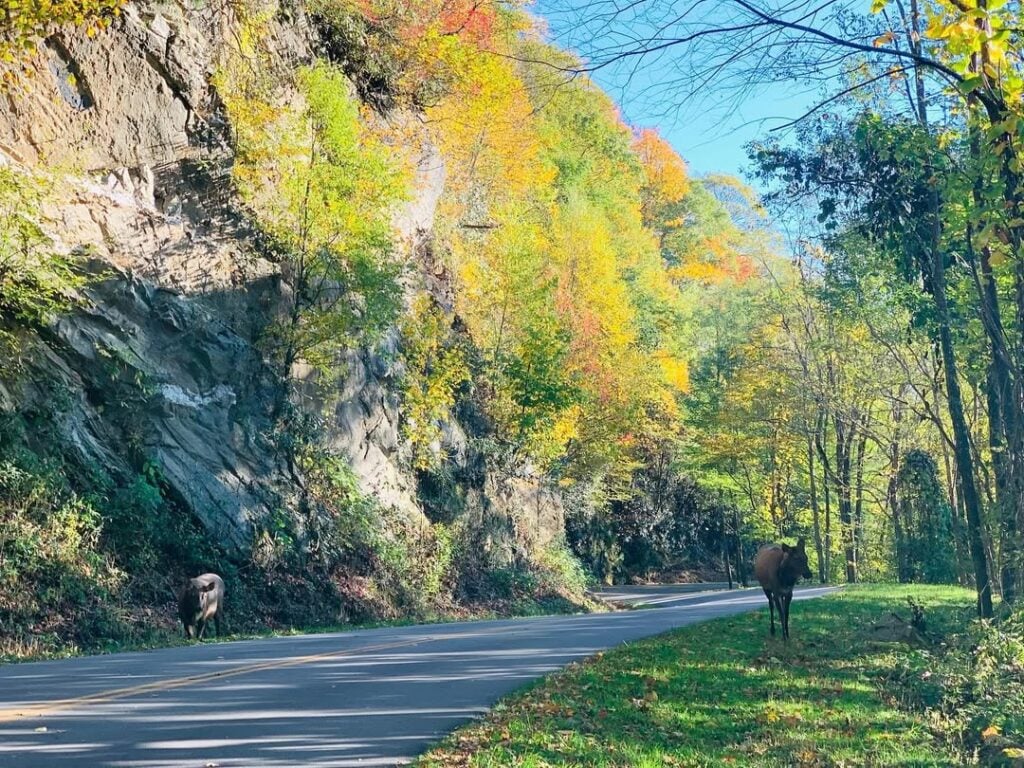 Heintooga Ridge
