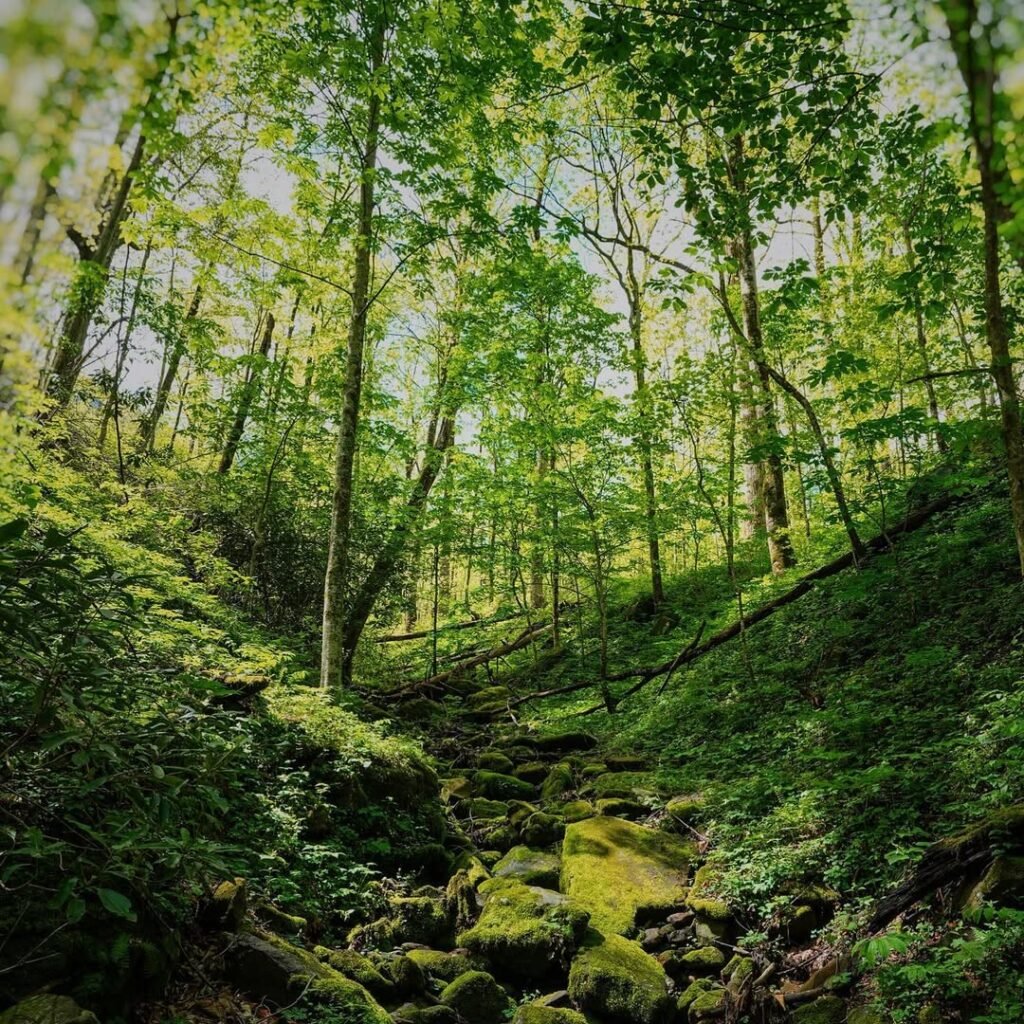 Cove Hardwood Trail