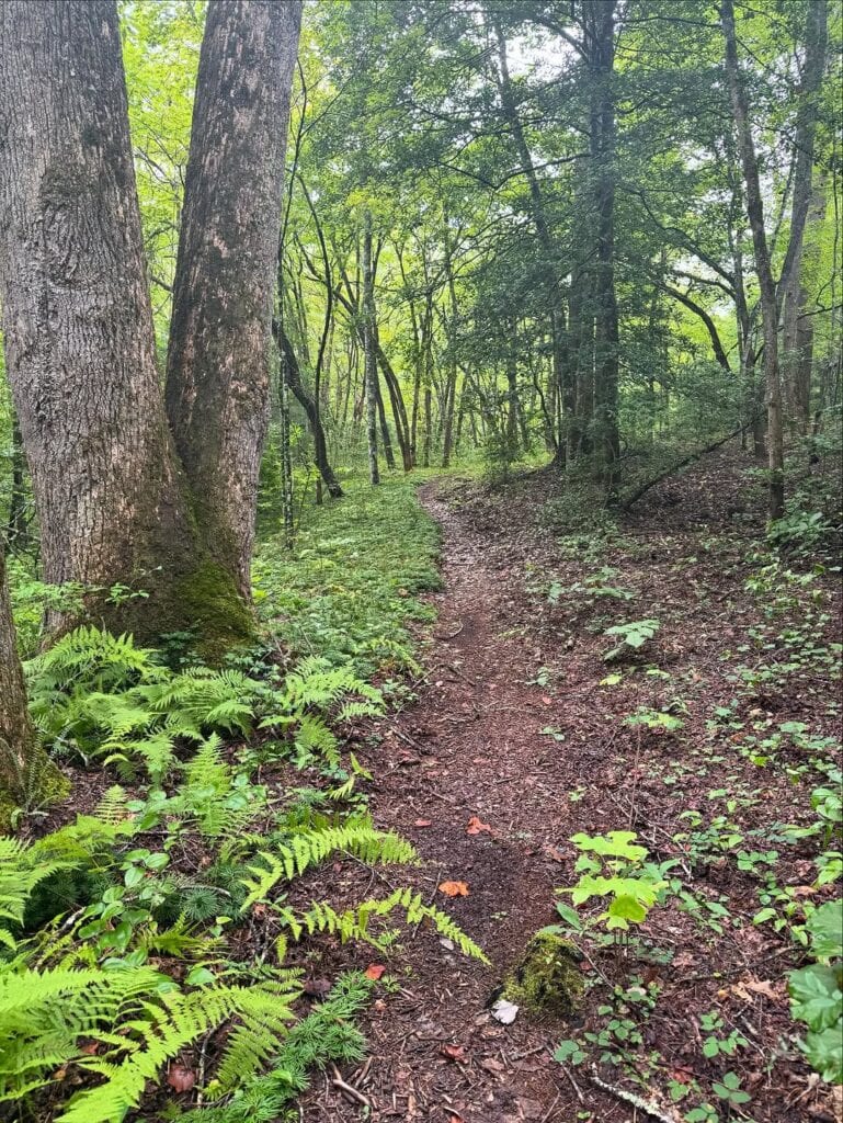 Lakeshore Trail