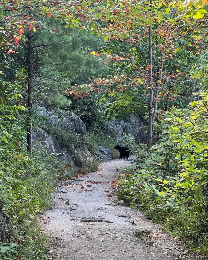 Laurel Falls
