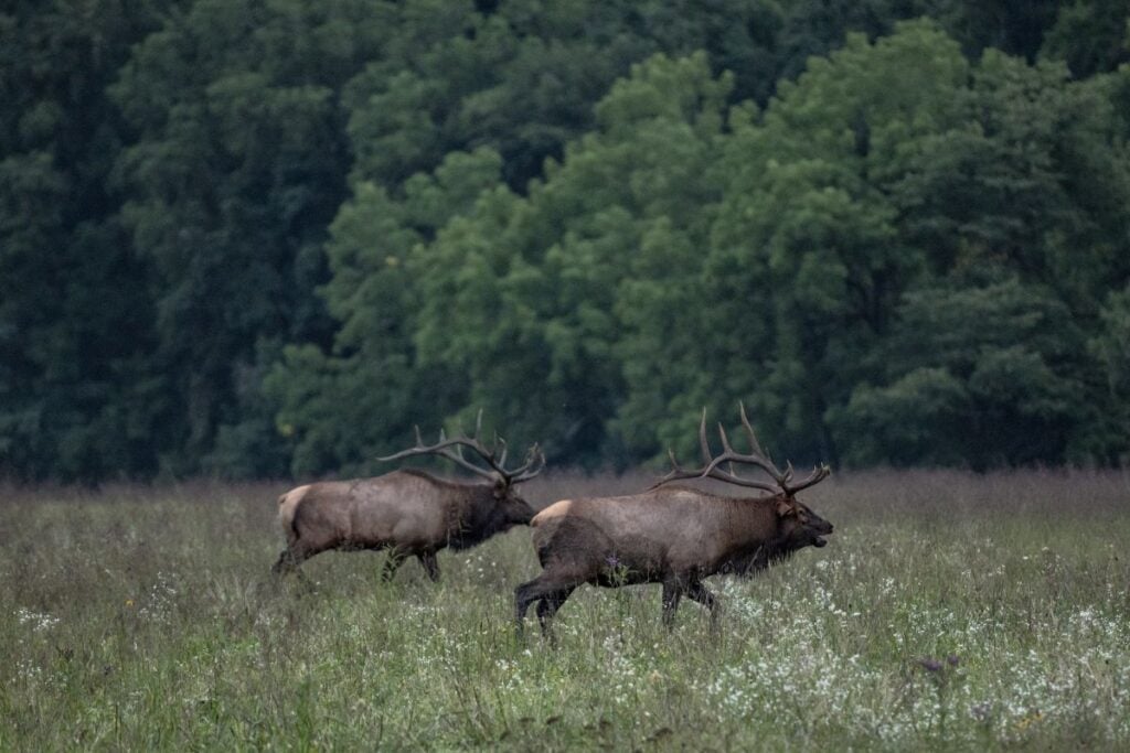 Oconaluftee Valley-Elk-SS